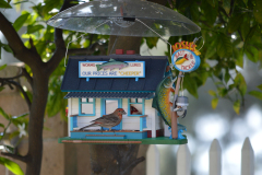 birds-josh-feeder-last